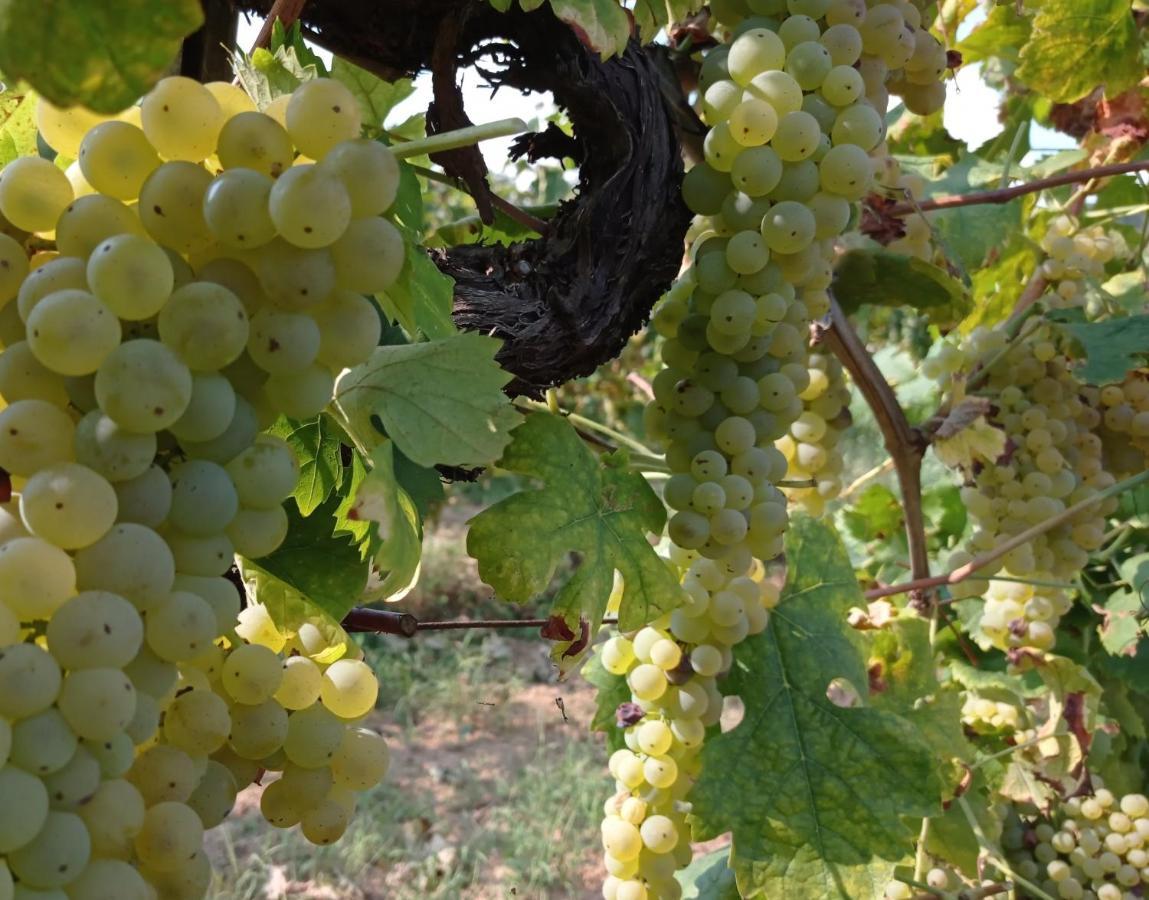 Agriturismo Tenuta La Fratta Bagni di Lucca Eksteriør billede